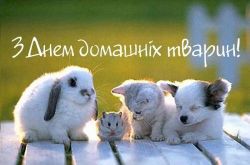 30 листопада у світі відзначають Всесвітній день домашніх тварин — свято, присвячене нашим чотирилапим (і не тільки) друзям. До Всесвітнього дня домашніх тварин актив Ради студентського самоврядування нашого ліцею організував фотоконкурс «Мій улюбленець».