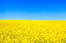 5 грудня — Всесвітній день ґрунтів До цього дня викладач нашого ліцею Решетько Тетяна Олександрівна підготувала добірку матеріалів про ґрунти України, сучасні екологічні виклики та шляхи їх подолання. Учні ознайомилися з проблемами деградації ґрунтів ....