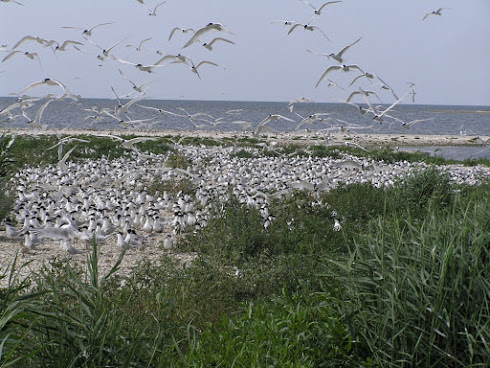 водно болот 10
