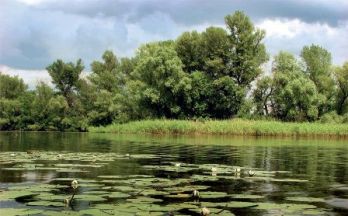 водно болот 15