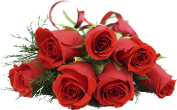 rose PNG66739